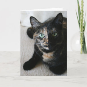 Cartão Greeting Card: Mocha Cat