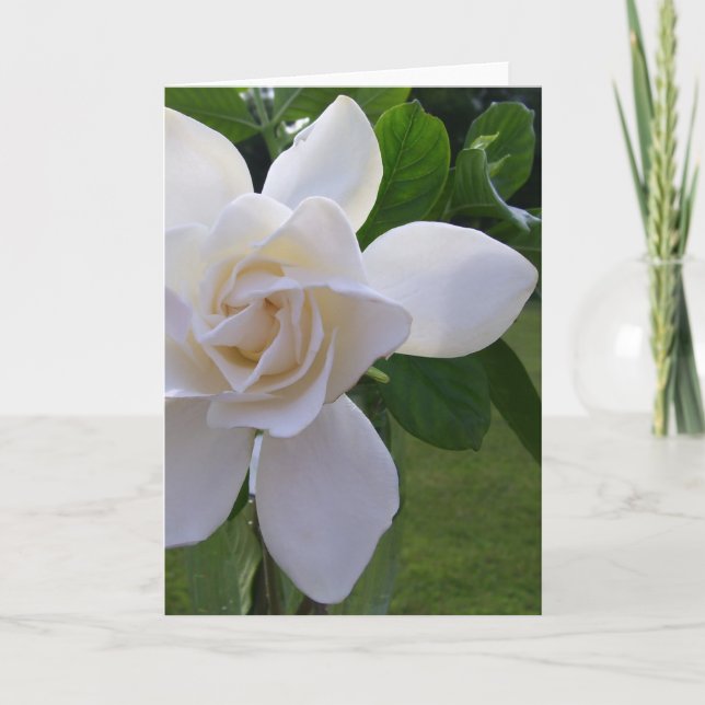 Cartão Greeting Card - Naturally Gorgeous Gardenia (Frente)