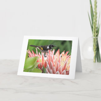 Cartão Greeting Card - New Holland Honeyeater on Protea