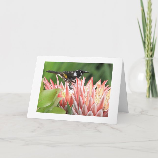 Cartão Greeting Card - New Holland Honeyeater on Protea (Frente)