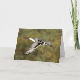 Cartão Greeting card - Northern pintail drake 3