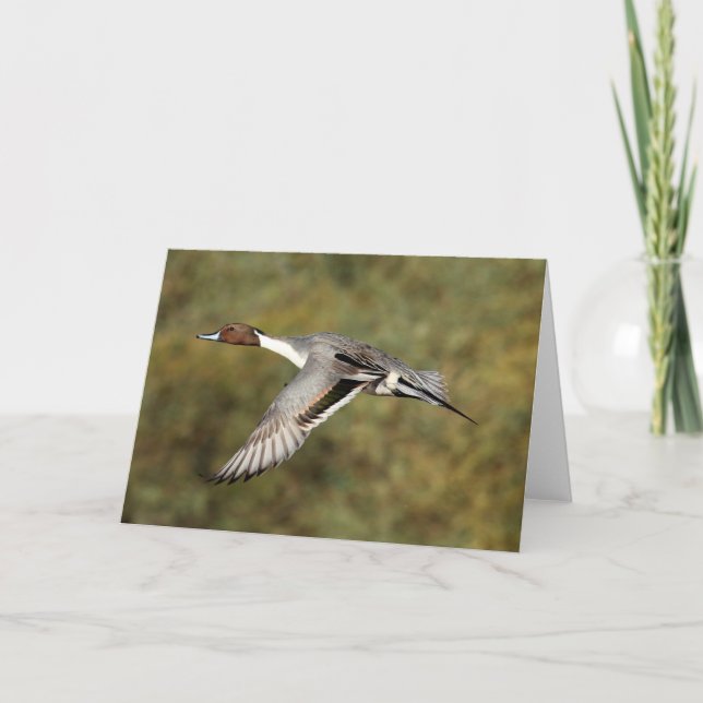 Cartão Greeting card - Northern pintail drake 3 (Frente)