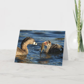 Cartão Greeting Card - Pied-billed grebes with crayfish