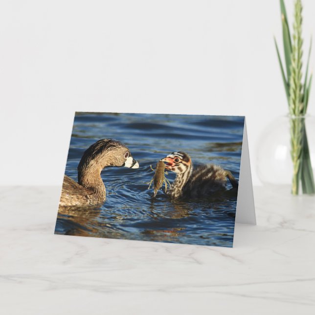 Cartão Greeting Card - Pied-billed grebes with crayfish (Frente)