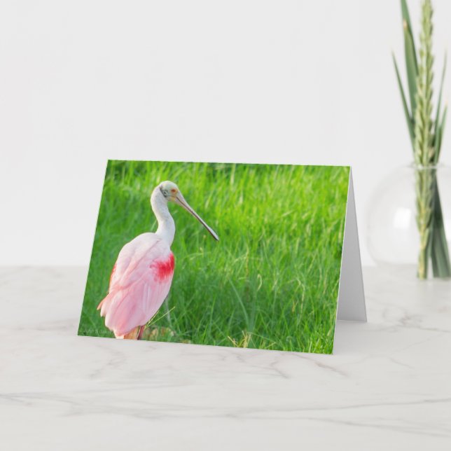 Cartão Greeting Card - Roseate Spoonbill (Frente)