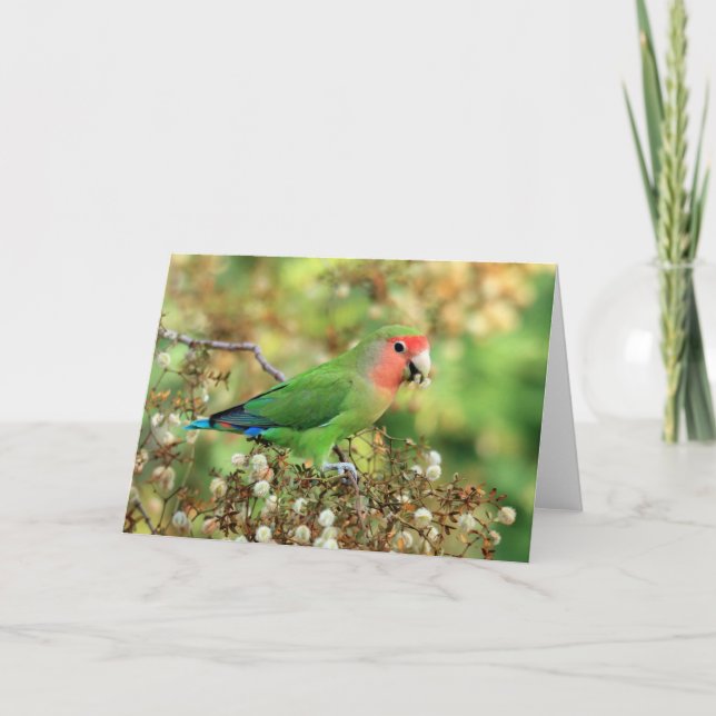 Cartão Greeting card - Rosy-faced Lovebird (Frente)