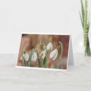 Cartão greeting card snowdrop without text