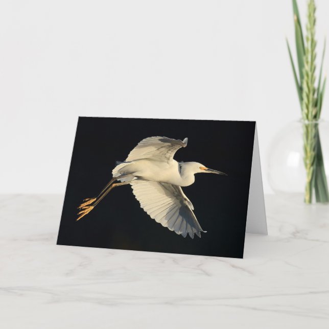 Cartão Greeting Card - Snowy egret flyby (Frente)