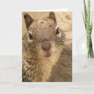 Cartão Greeting Card - Squirrel