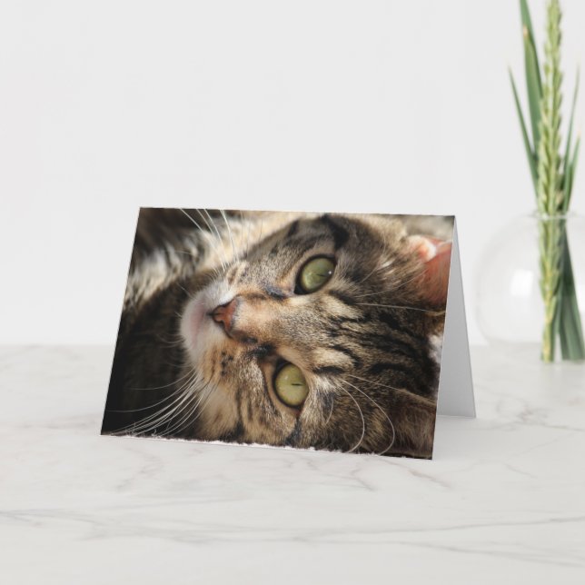 Cartão Greeting Card - Sunning Cat (Frente)