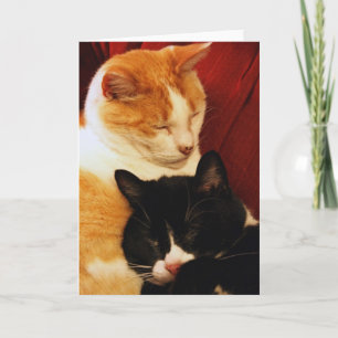 Cartão Greeting Card: Sweet Dream Cats