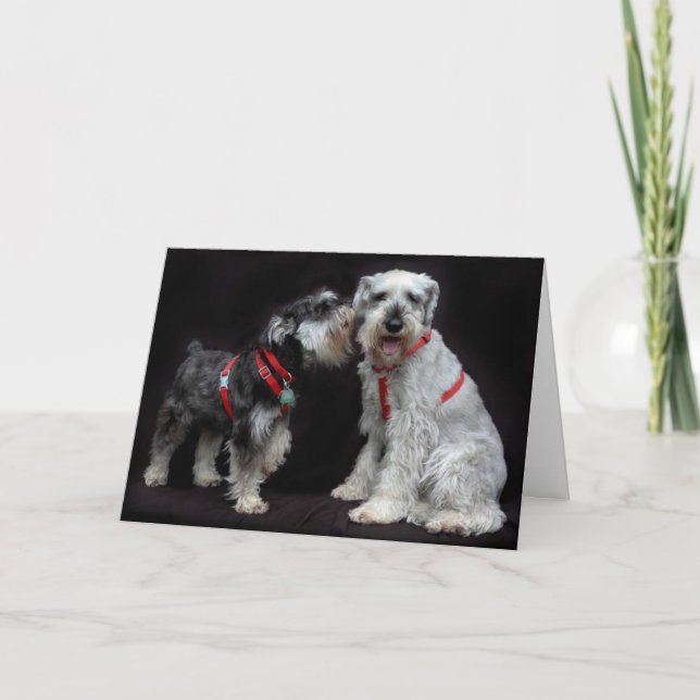 Cartão Greeting Card Two Schnauzers Whispering (Frente)