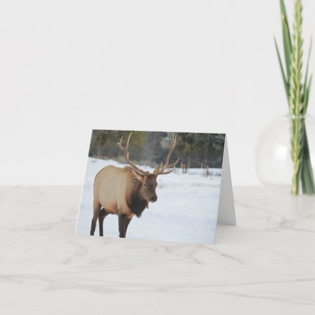Cartão Greeting Card With An Elk (Frente)