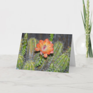 Cartão Greeting Card with Orange cactus flower