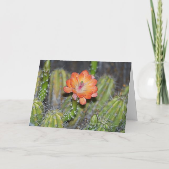 Cartão Greeting Card with Orange cactus flower (Frente)