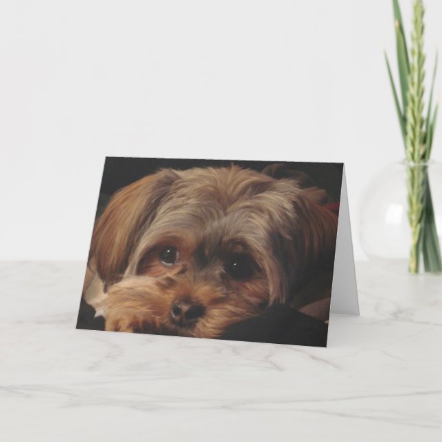 Cartão Greeting Card with Shorkie Pup on Front (Frente)