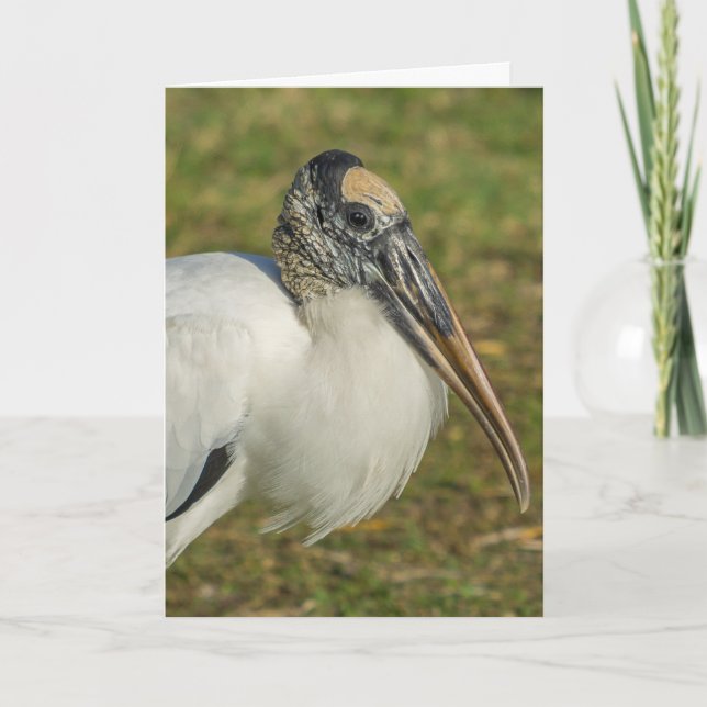Cartão Greeting Card - Wood Stork Profile (Frente)