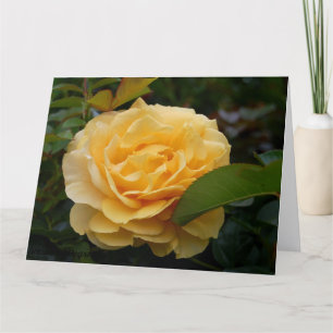 Cartão Greeting Card:  Yellow Camellia