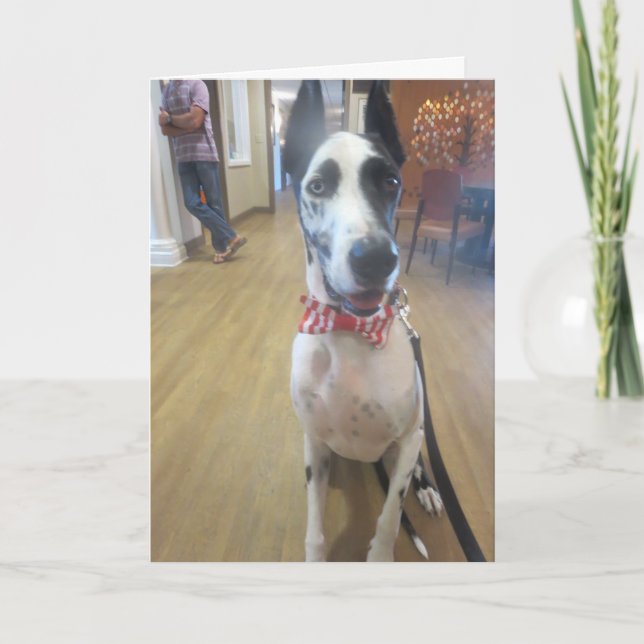 Cartão Greeting Cards by Dozer the Therapy Dog (Frente)