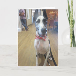 Cartão Greeting Cards by Dozer the Therapy Dog