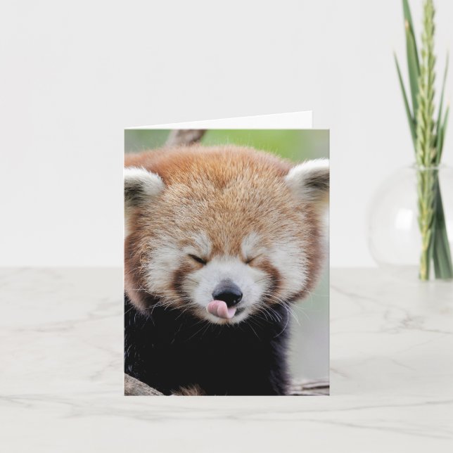 Cartão Greetings card Photo red panda , animals 0634. (Frente)