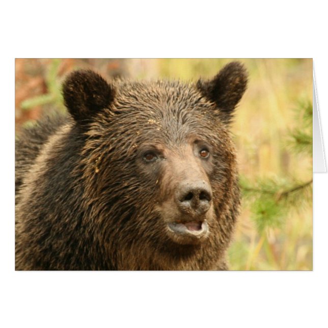 Cartão Grelha de pedra amarela (Frente Horizontal)