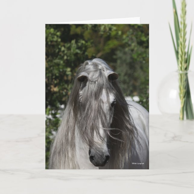 Cartão Grey Andalucian Stallion Headshot Long Mane (Frente)