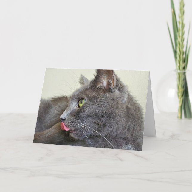 Cartão Grey cat greeting card (Frente)