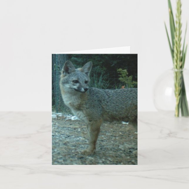CARTÃO GREY FOX BLANK NOTE CARD (Frente)
