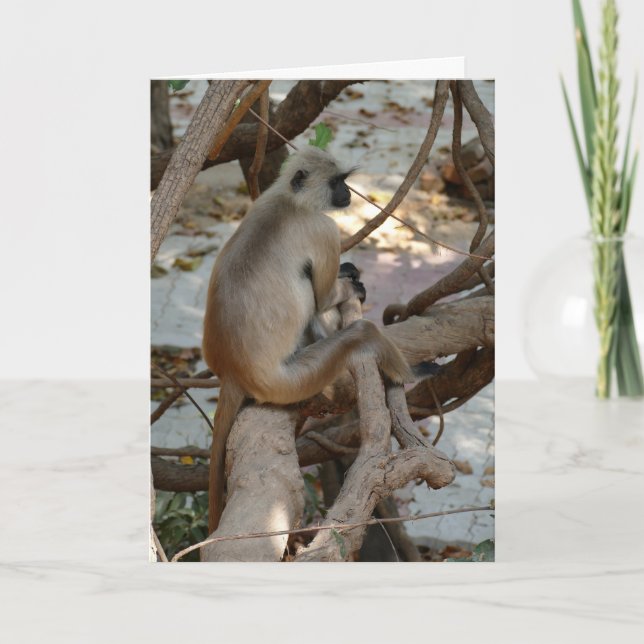 Cartão Grey Langur - Take a Rest (Frente)