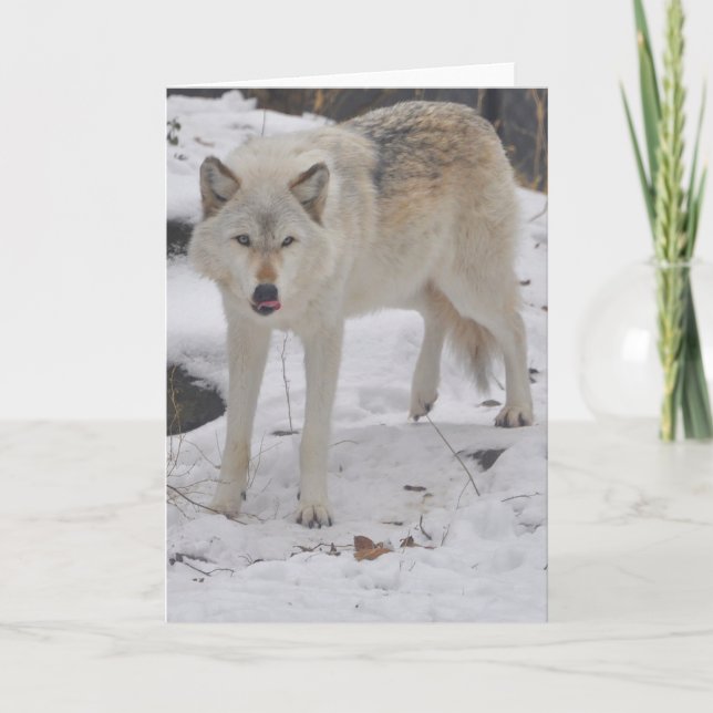 Cartão Grey Wolf Greeting Card (Frente)