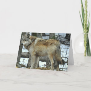 Cartão Grey Wolf Greeting Card