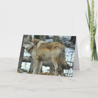 Cartão Grey Wolf Greeting Card