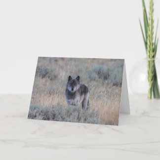 Cartão grey Wolf in Yellowstone Greeting Card