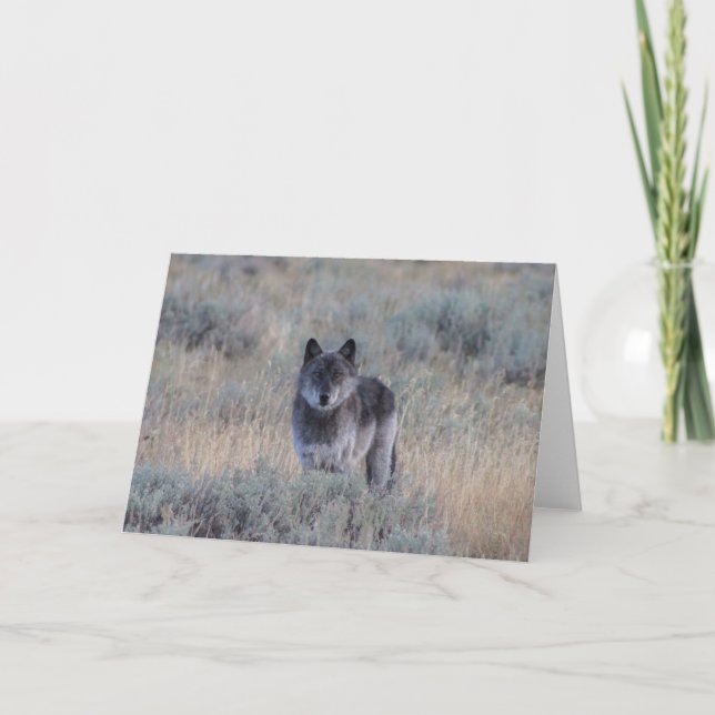 Cartão grey Wolf in Yellowstone Greeting Card (Frente)