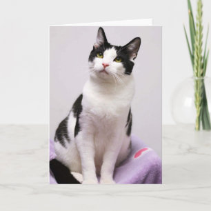 Cartão Greyfoot Cat Rescue Black and White Tuxedo Card
