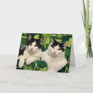 Cartão Greyfoot Cat Rescue Black & White Brothers Card