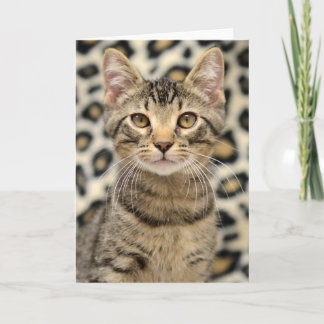 Cartão Greyfoot Cat Rescue Brown Tabby Card