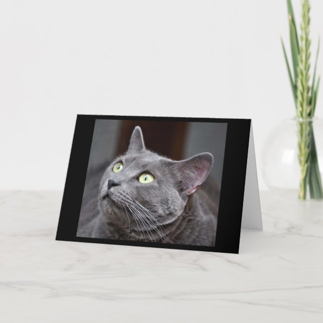 Cartão Greyfoot Cat Rescue Russian Blue Greeting Card (Frente)