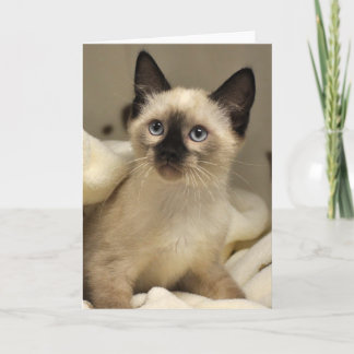 Cartão Greyfoot Cat Rescue Siamese Kitten Card