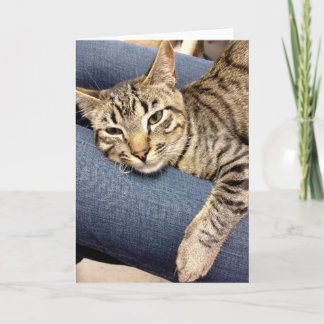 Cartão Greyfoot Cat Rescue Silver Grey Tabby Card