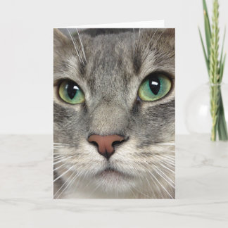 Cartão Greyfoot Cat Rescue - Those Eyes - Greeting Card