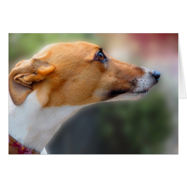 cartão Greyhound (Frente horizontal)