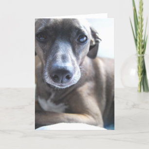 Cartão Greyhound Puppy Greeting Card