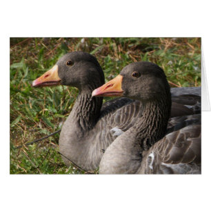 Cartão Greylag Geese
