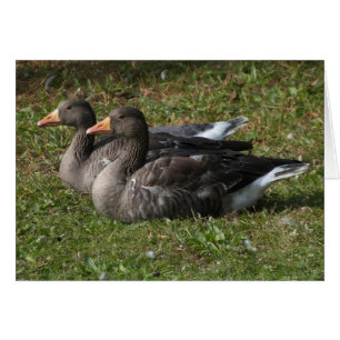 Cartão Greylag Geese