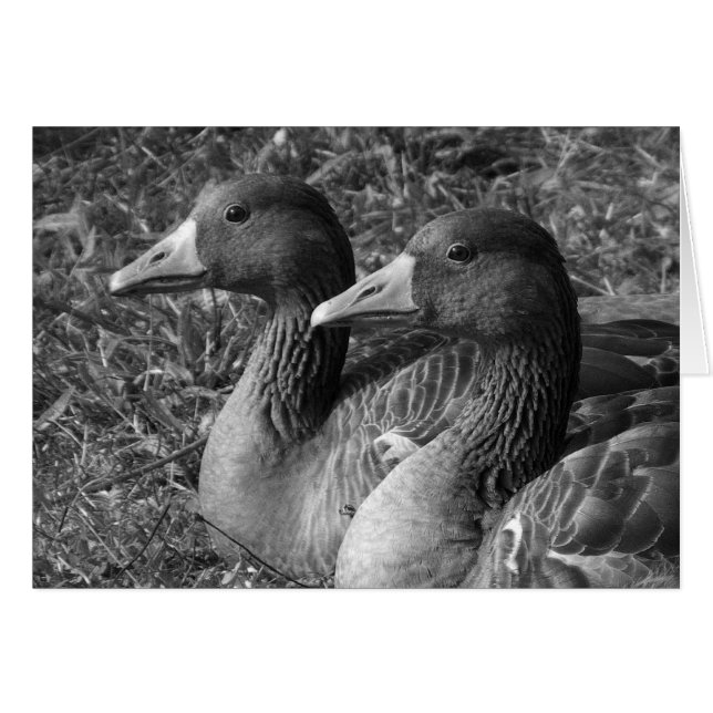 Cartão Greylag Geese B&W (Frente Horizontal)