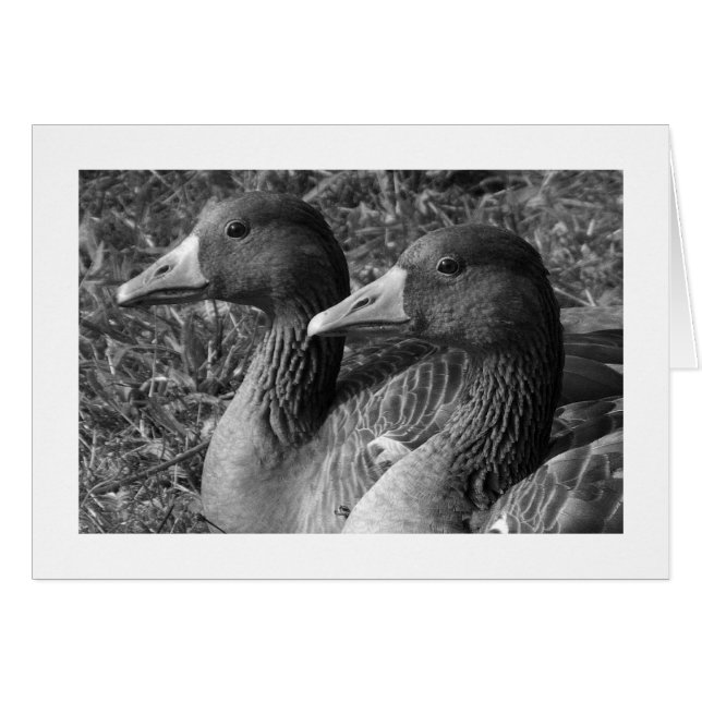Cartão Greylag Geese B&W (Bordado Amplo) (Frente Horizontal)