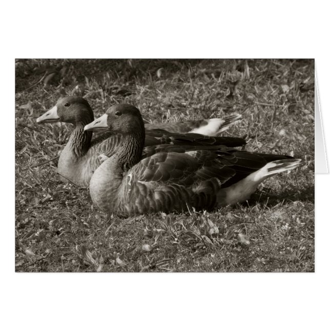 Cartão Greylag Geese (Sepia) (Frente Horizontal)