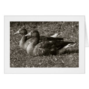 Cartão Greylag Geese Sepia (Amplo Bordo)